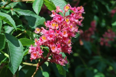 Aesculus xcarnea 'Briotii' - jírovec pleťový 'Briotii' (38) - květenství